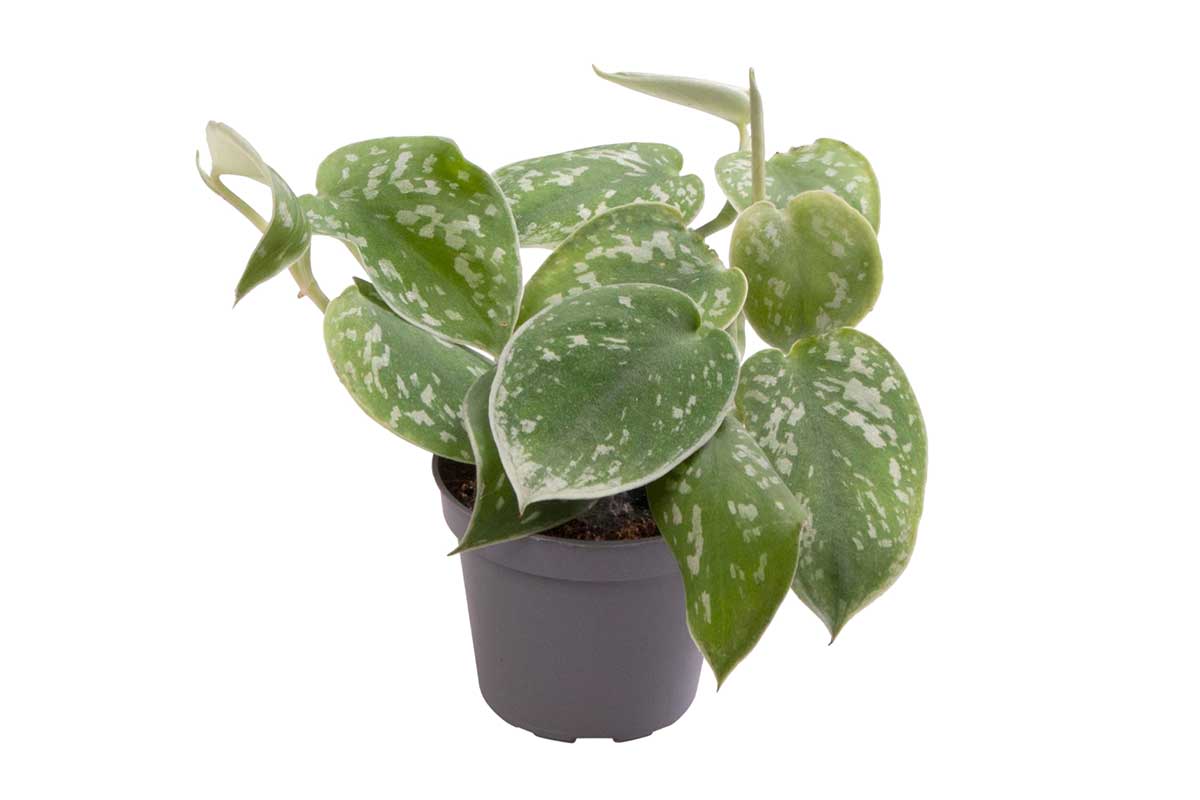 Philodendron scandens 'Pictus' 6cm