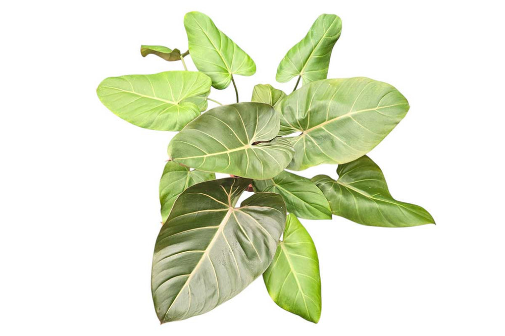 Philodendron 'Summer Glory'