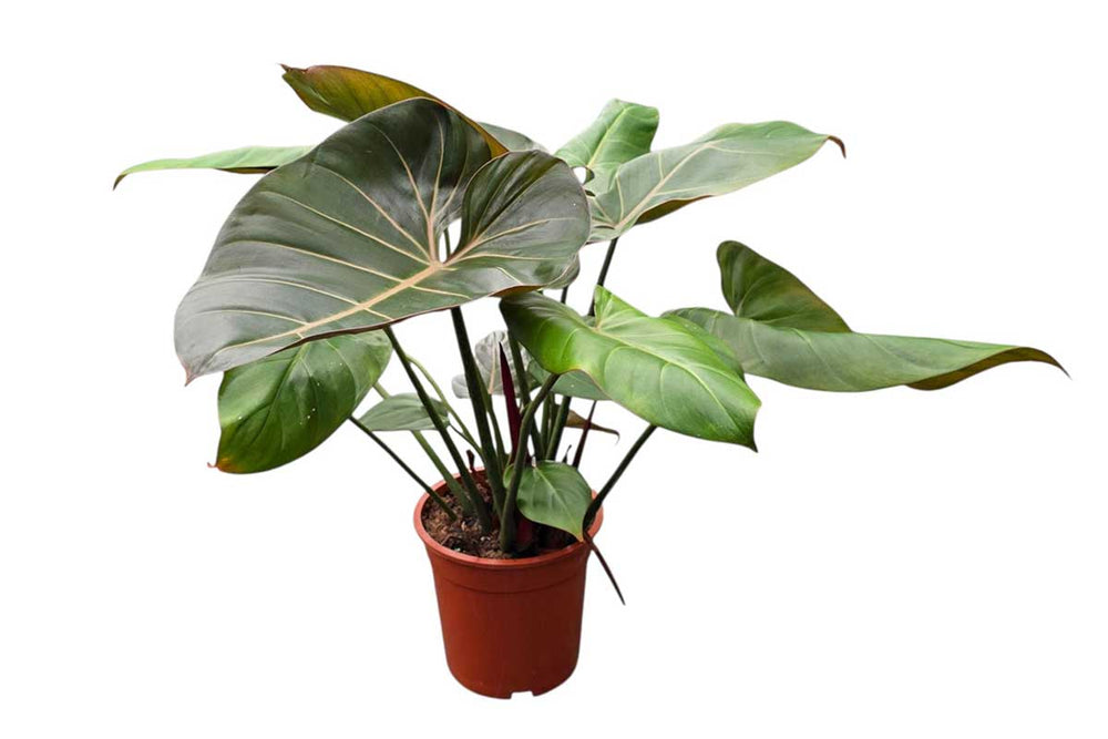 Philodendron 'Summer Glory'
