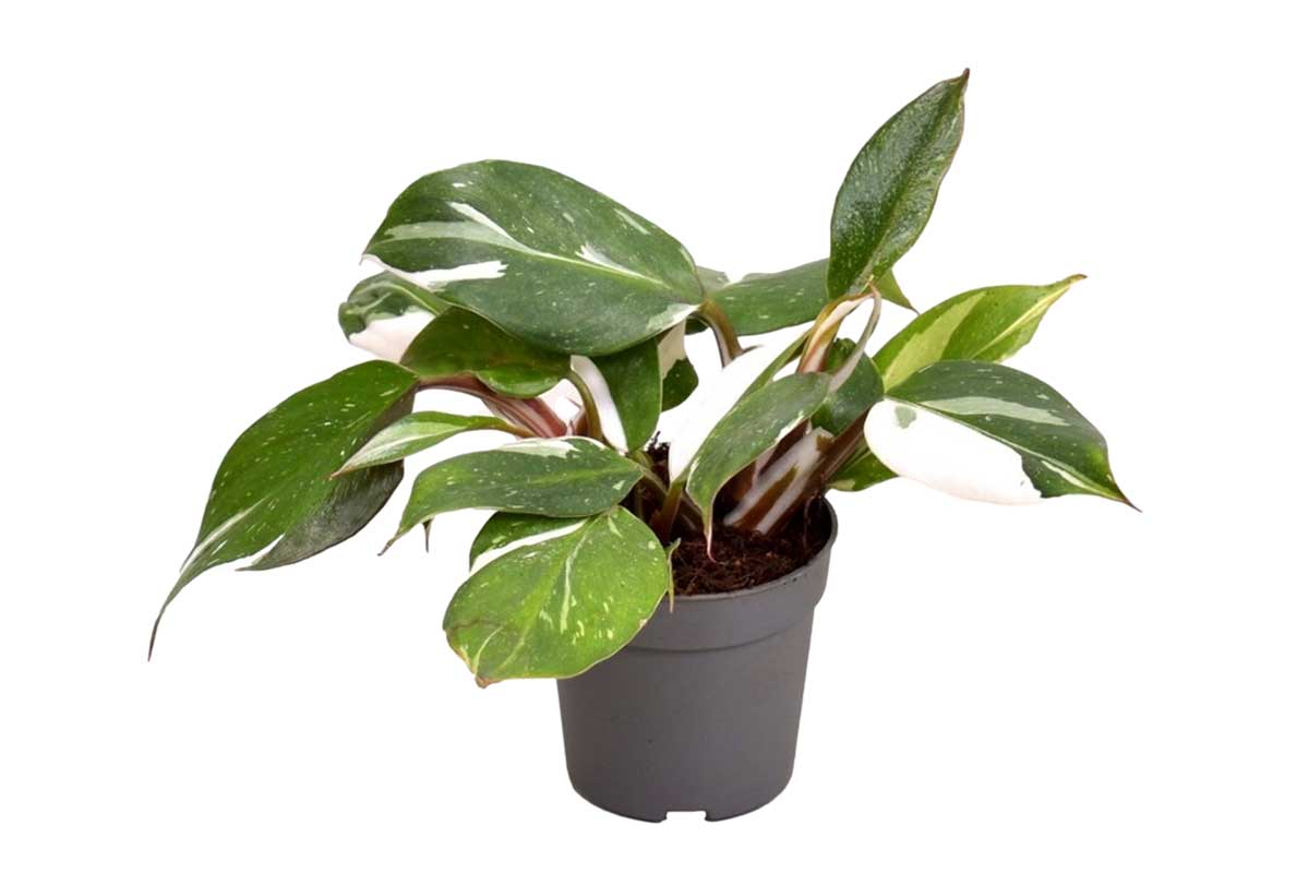 Philodendron 'white knight' 7cm