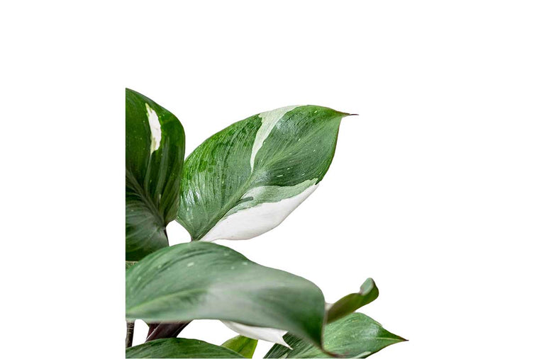 Philodendron 'white knight' 7cm
