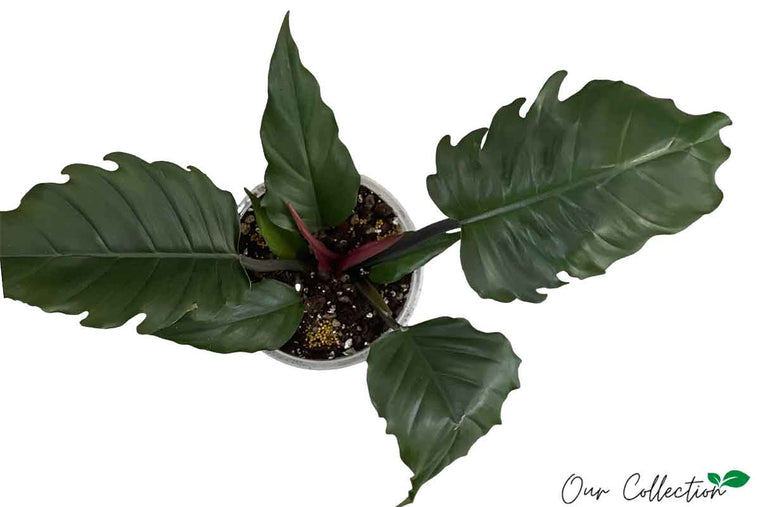 Philodendron 'Choco Empress' 16cm