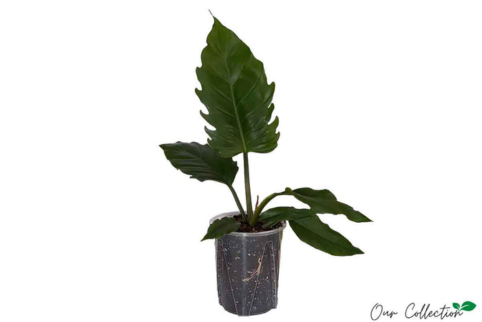 Philodendron 'Choco Empress' 16cm