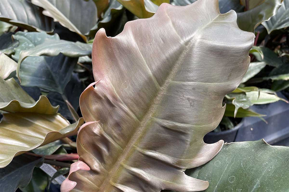 
                  
                    Philodendron 'Choco Empress' 
                  
                