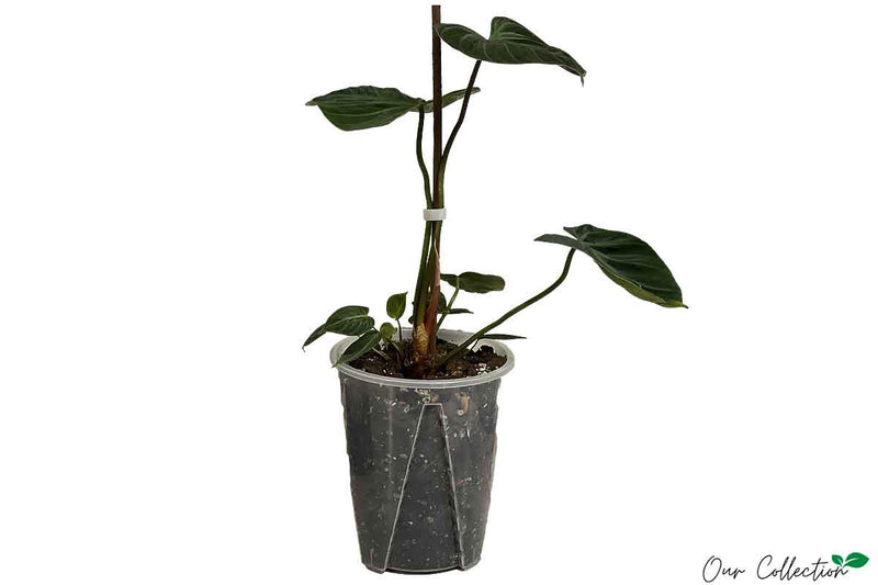 Philodendron 'Choco Red' 18cm