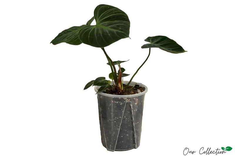 Philodendron 'Choco Red' 18cm