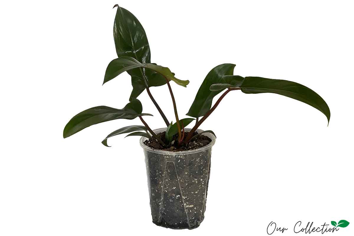 Philodendron 'Florida Bronze' 16cm