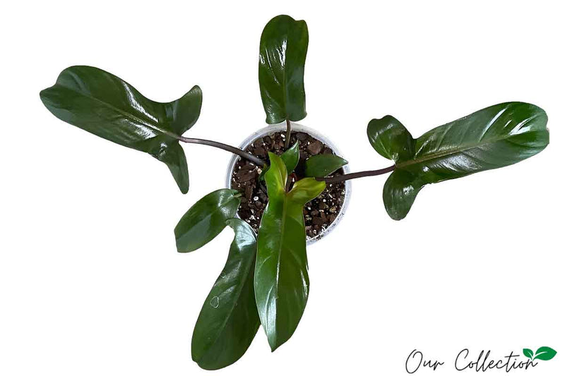 Philodendron 'Florida Bronze' 16cm