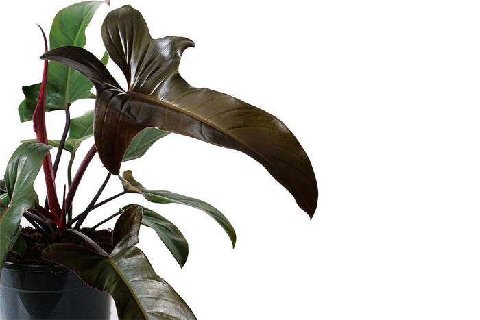 Philodendron 'Florida Bronze'