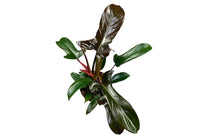 
                  
                    Philodendron 'Florida Bronze'
                  
                