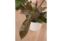 
                  
                    Philodendron 'Florida Bronze'
                  
                