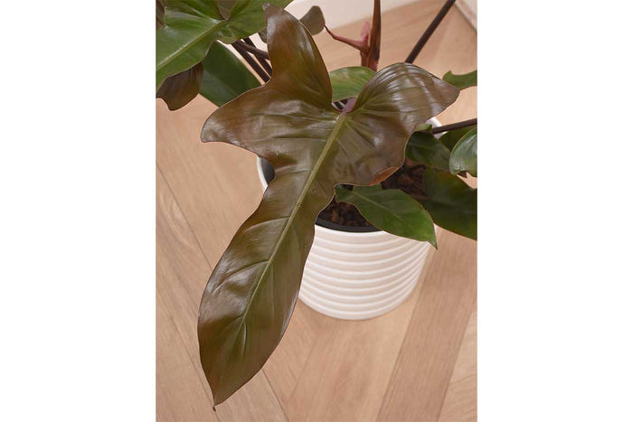 Philodendron 'Florida Bronze'