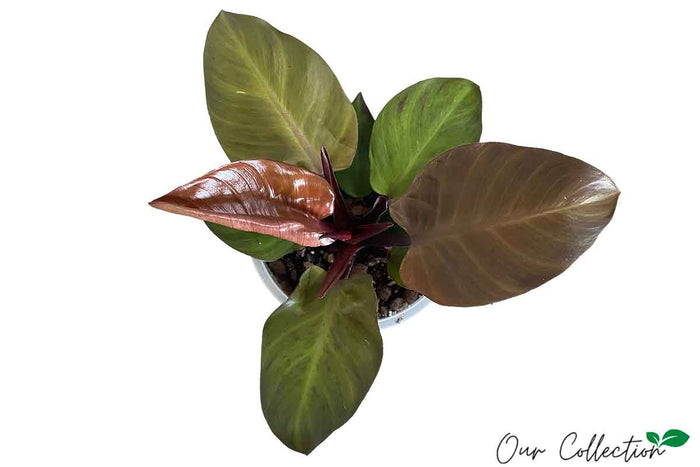 Philodendron 'McColley's Finale' 18cm