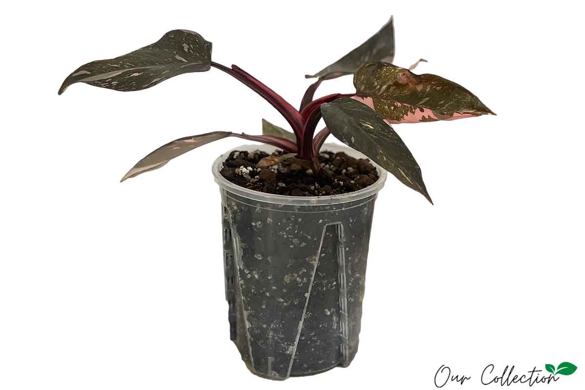 Philodendron 'Pink Princess' 14cm