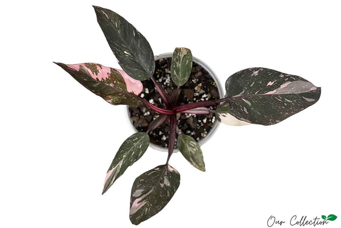 Philodendron 'Pink Princess' 14cm