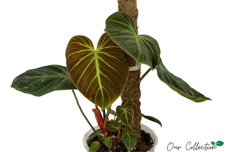 Philodendron 'Choco Red' 18cm