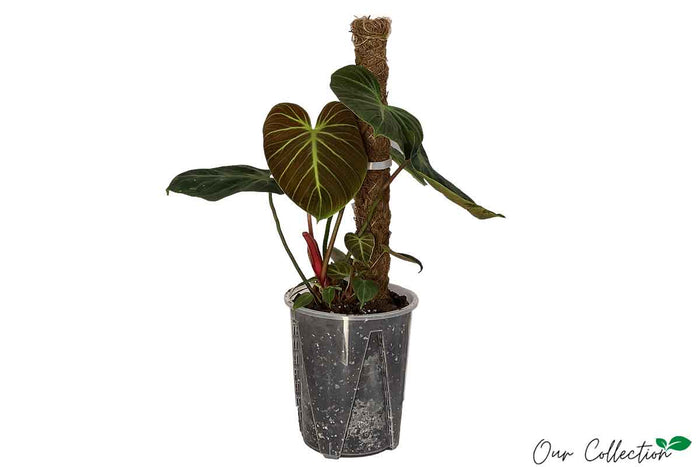 Philodendron 'Choco Red' 18cm