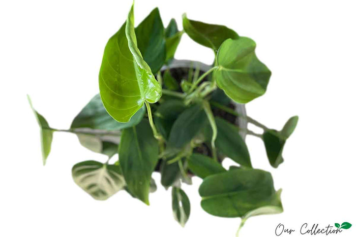 Philodendron esmeraldense 16cm