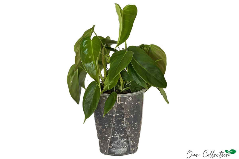 Philodendron esmeraldense 16cm