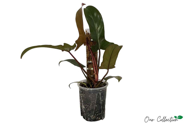 Philodendron 'Florida Bronze' 14cm