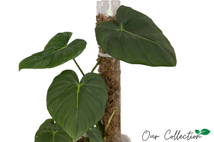 Philodendron pastazanum 21cm