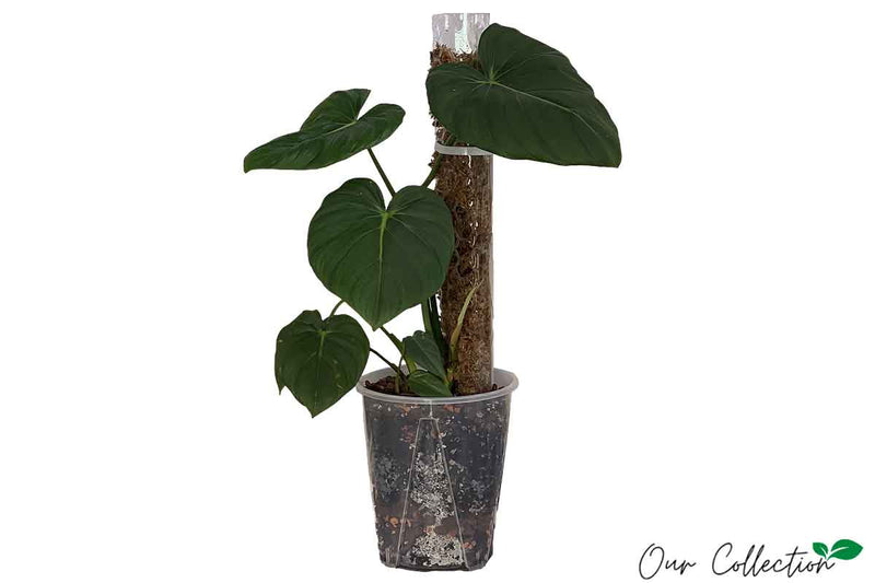 Philodendron pastazanum 21cm