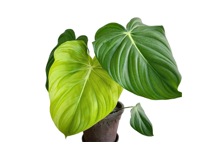 Philodendron pastazanum