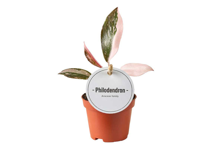 Philodendron 'Pink Princess' 6cm