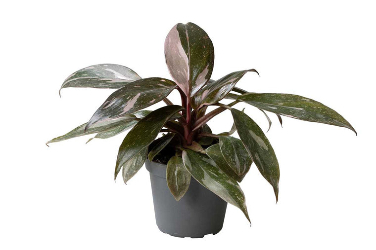 Philodendron 'Pink Princess marble' 6cm