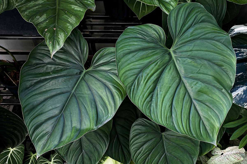 Philodendron plowmanii 