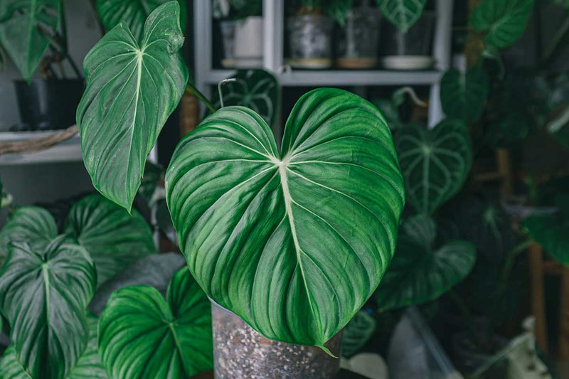 Philodendron plowmanii 