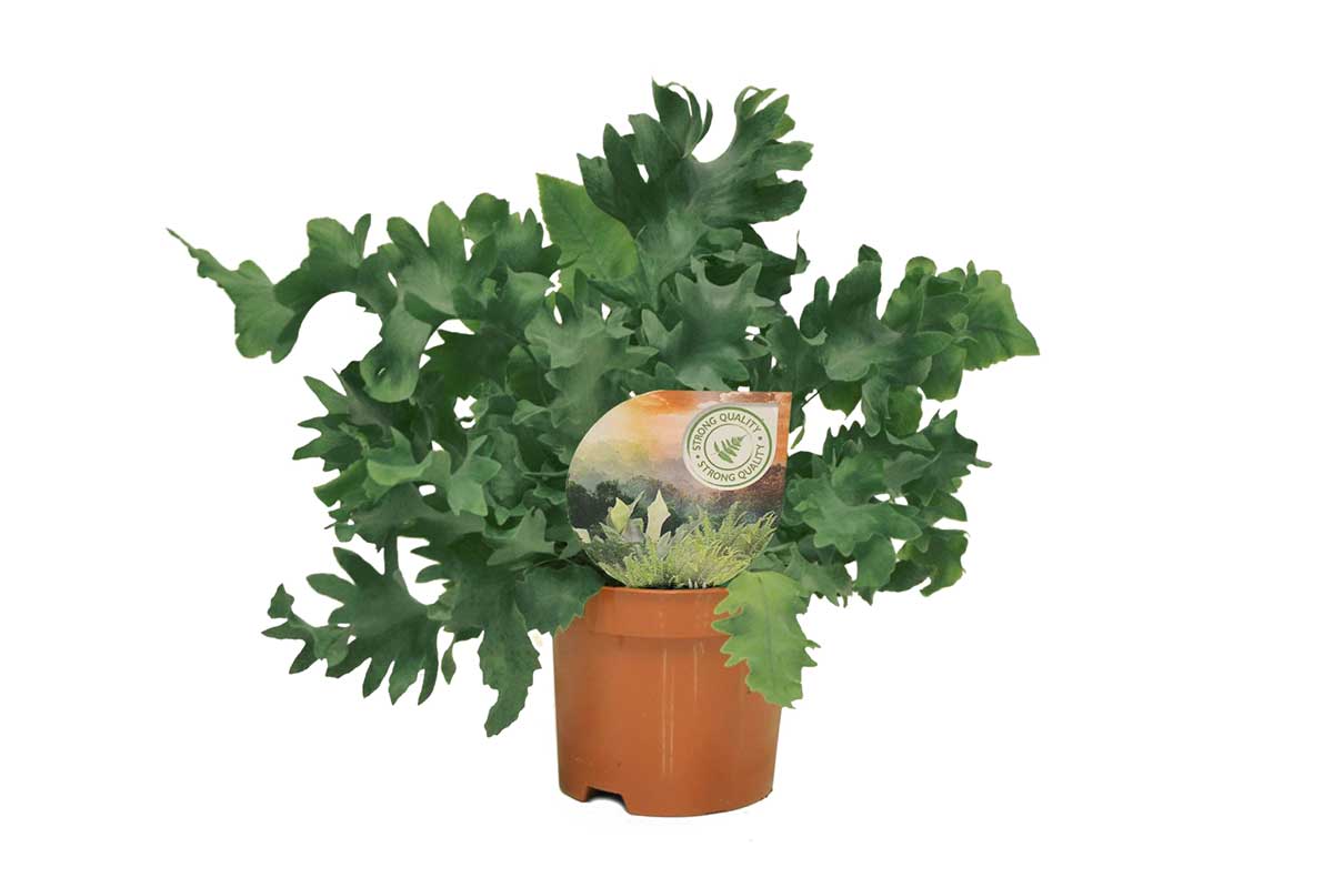 Phlebodium 'davana' 9cm