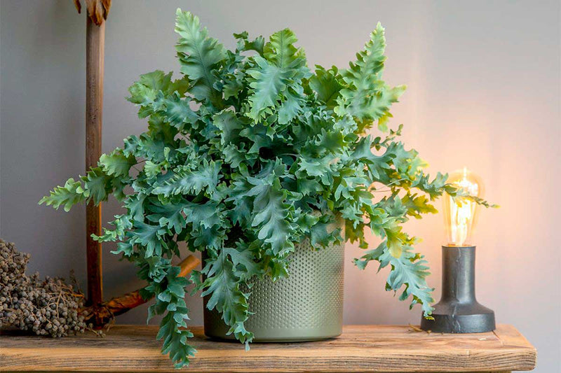 Phlebodium 'davana'
