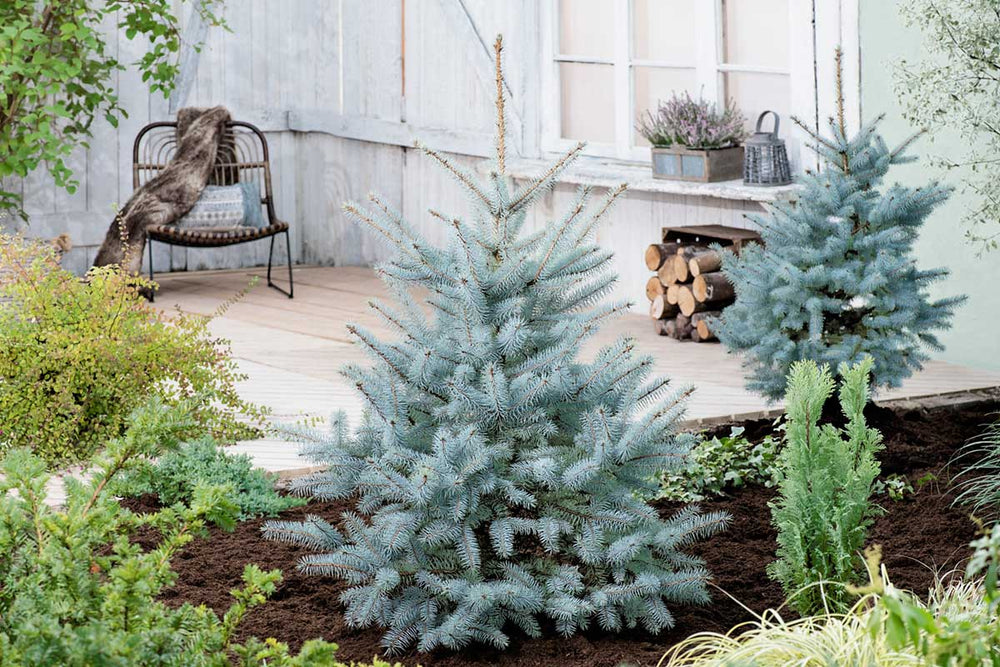 
                  
                    Picea 'Blue Diamond’®
                  
                