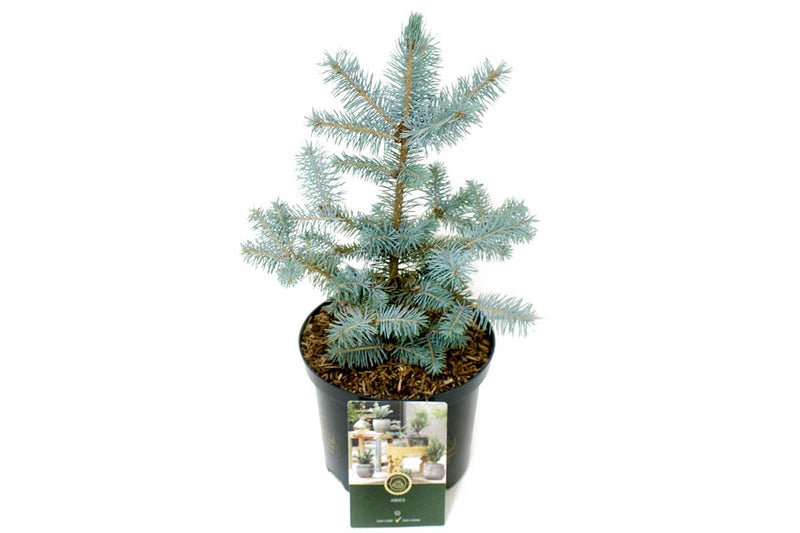 Picea 'Blue Diamond’® 19cm