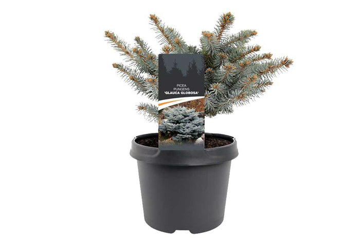 Picea  'glauca globosa’ 19cm