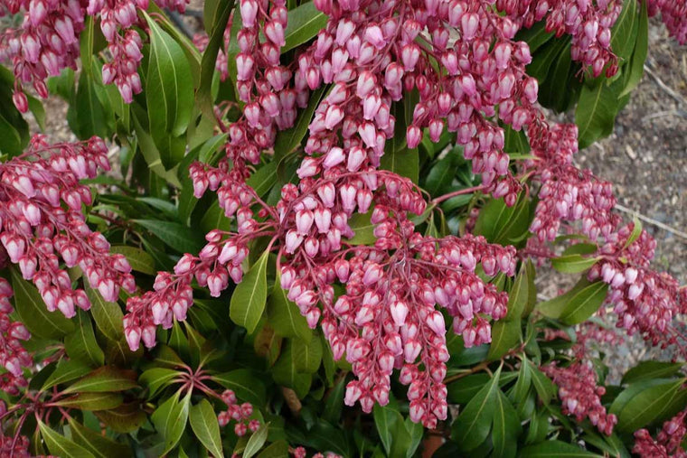 Pieris 'Katsura' 