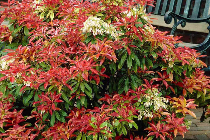 Pieris 'Mountain Fire' 