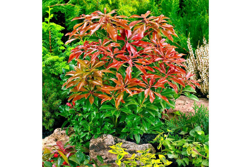 Pieris 'Mountain Fire' 