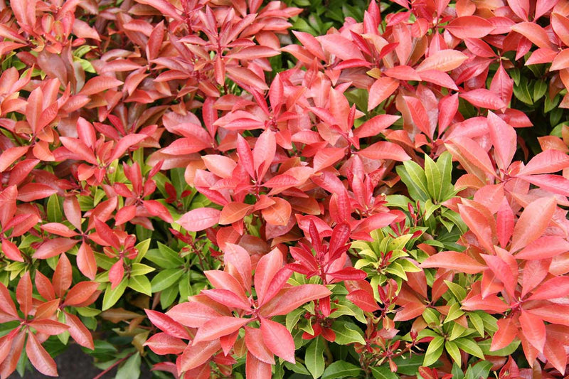 Pieris 'Mountain Fire' 