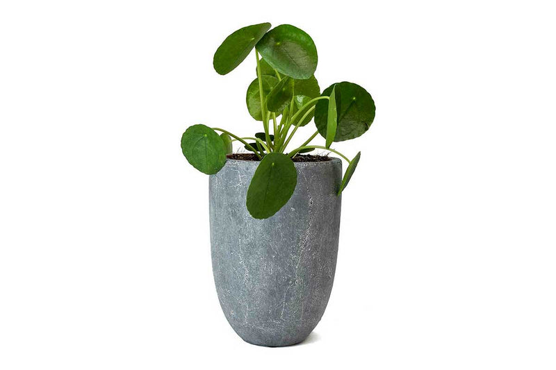 Pilea peperomioides - Πρόταση διακόσμησης