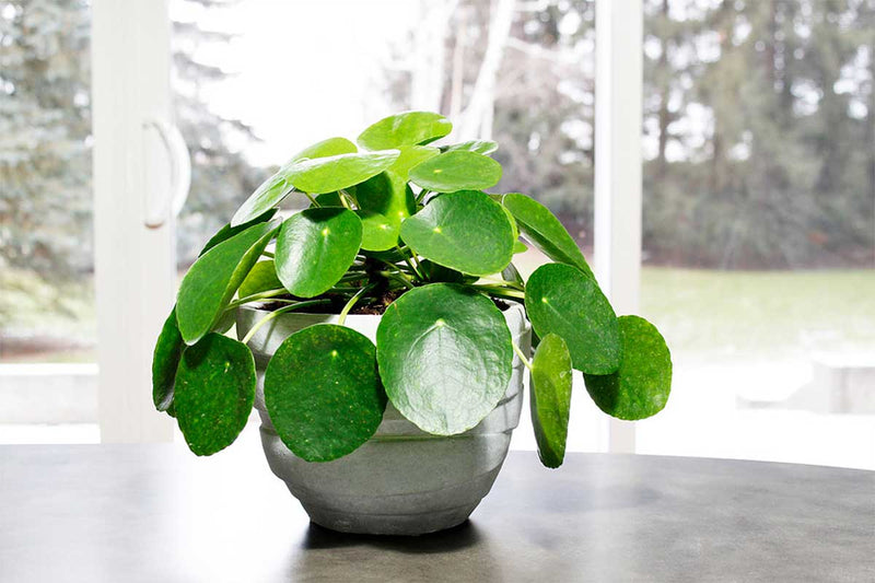 Pilea peperomioides - Πρόταση διακόσμησης