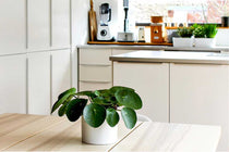 
                  
                    Pilea peperomioides - Πρόταση διακόσμησης
                  
                