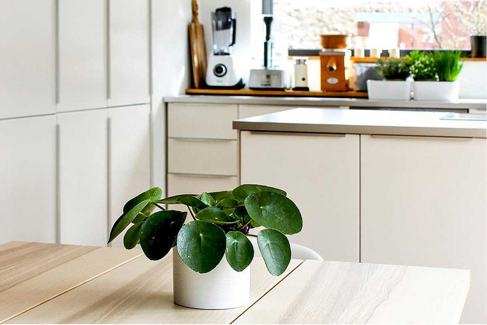
                  
                    Pilea peperomioides - Πρόταση διακόσμησης
                  
                