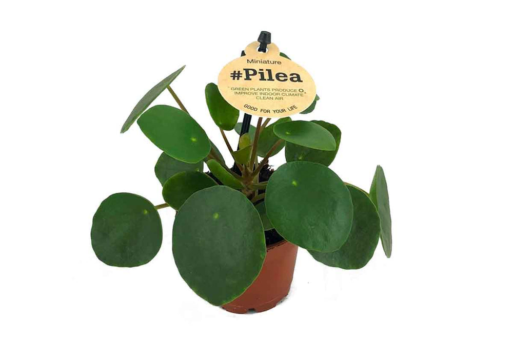 
                  
                    Pilea peperomioides 5.5cm
                  
                