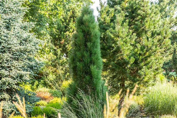 Pinus 'Green Tower' 19cm