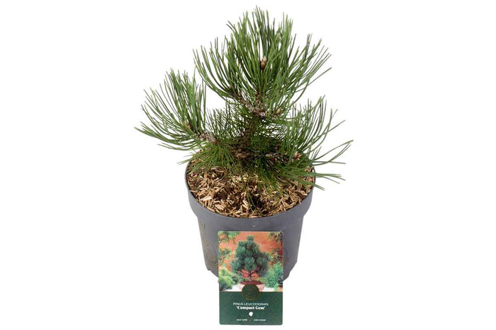 Pinus 'Compact Gem' 19cm