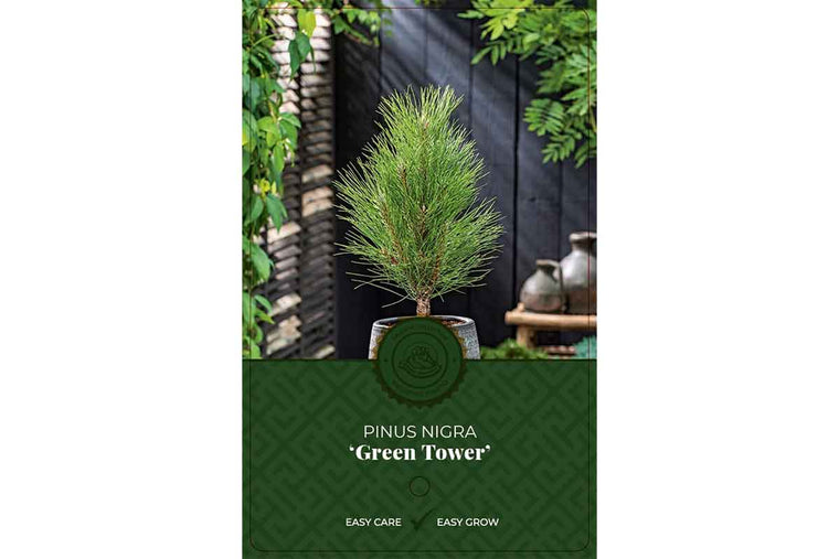 Pinus 'Green Tower' 19cm