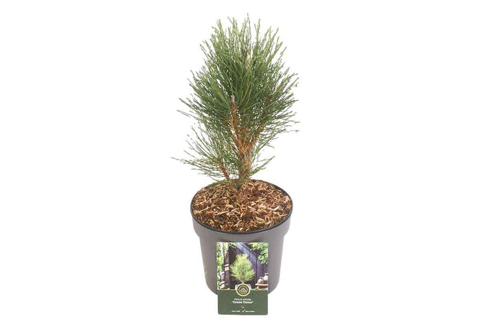 Pinus 'Green Tower' 19cm