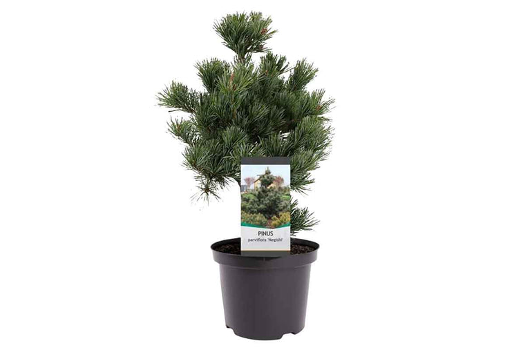 Pinus parviflora 'Negishi' 23cm